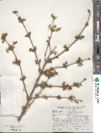 Lonicera fragrantissima image