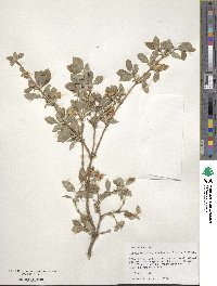 Lonicera fragrantissima image