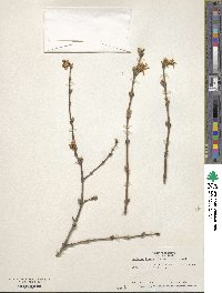 Lonicera fragrantissima image