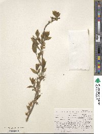 Lonicera fragrantissima image