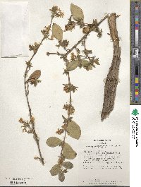 Lonicera fragrantissima image