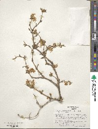 Lonicera fragrantissima image