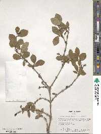 Lonicera fragrantissima image