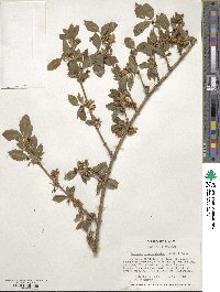 Lonicera fragrantissima image