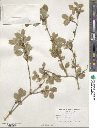 Lonicera fragrantissima image