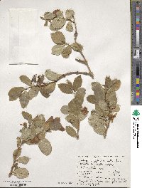 Lonicera fragrantissima image