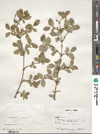 Lonicera fragrantissima image