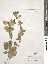 Lonicera fragrantissima image