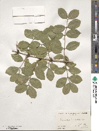 Lonicera fragrantissima image