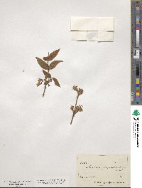 Lonicera fragrantissima image