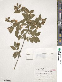 Lonicera fragrantissima image