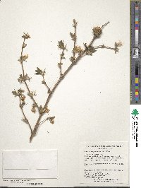 Lonicera fragrantissima image