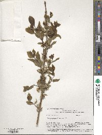 Lonicera fragrantissima image