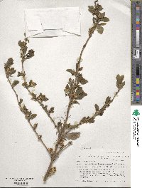 Lonicera fragrantissima image