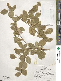 Lonicera fragrantissima image