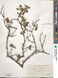 Lonicera fragrantissima image