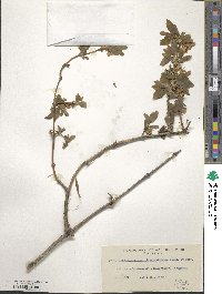 Lonicera fragrantissima image