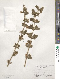 Lonicera fragrantissima image