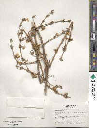 Lonicera fragrantissima image