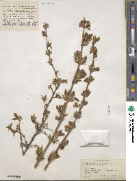 Lonicera fragrantissima image