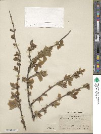 Lonicera fragrantissima image