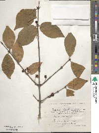 Lonicera chrysantha image