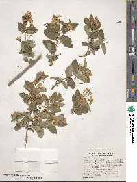 Lonicera chrysantha image