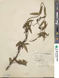 Lonicera acuminata image