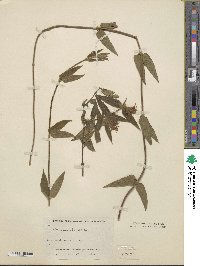 Lonicera acuminata image