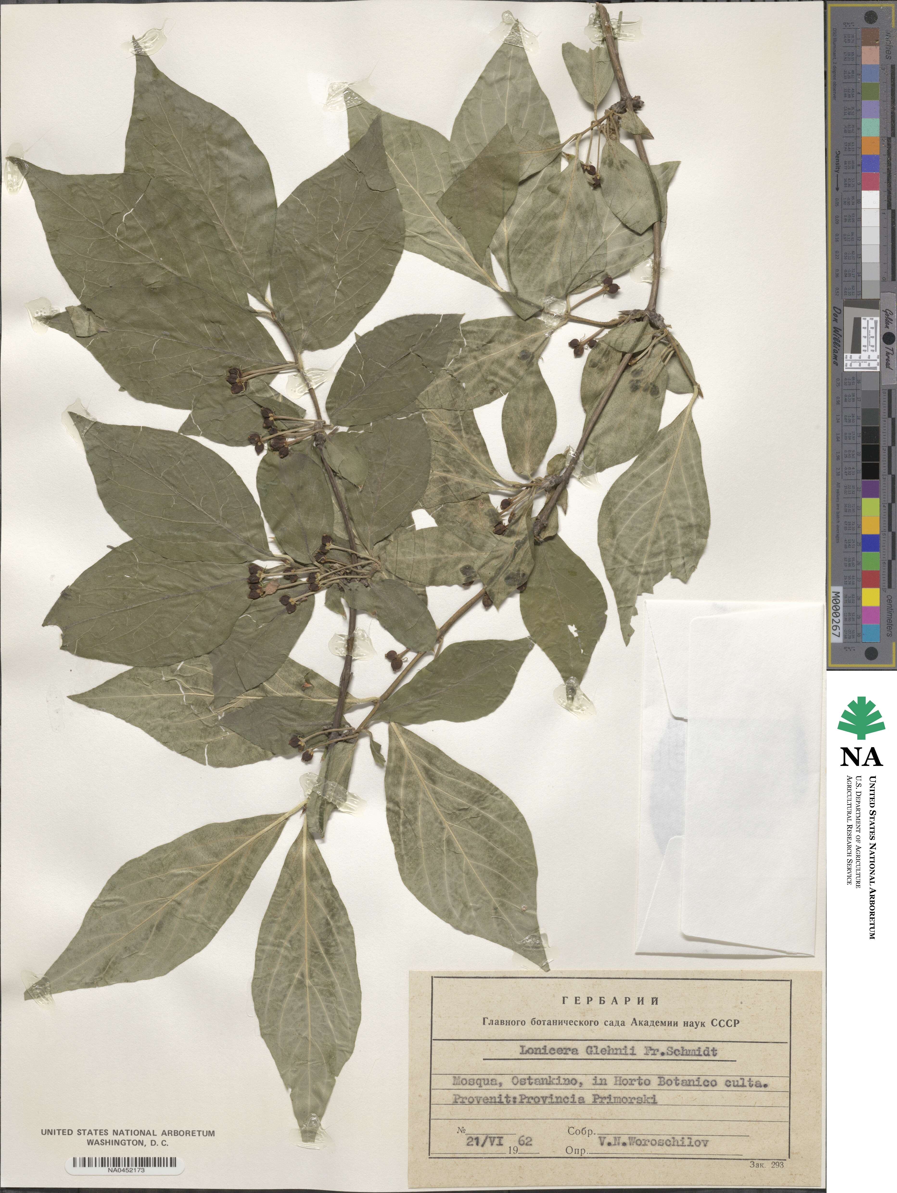 Lonicera glehnii image