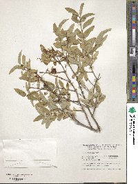 Lonicera gracilipes image