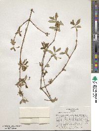 Lonicera gracilipes image