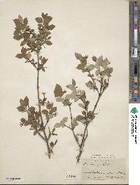 Lonicera gracilipes image