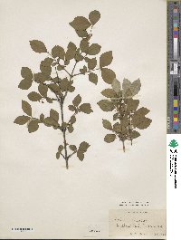 Lonicera gracilipes image