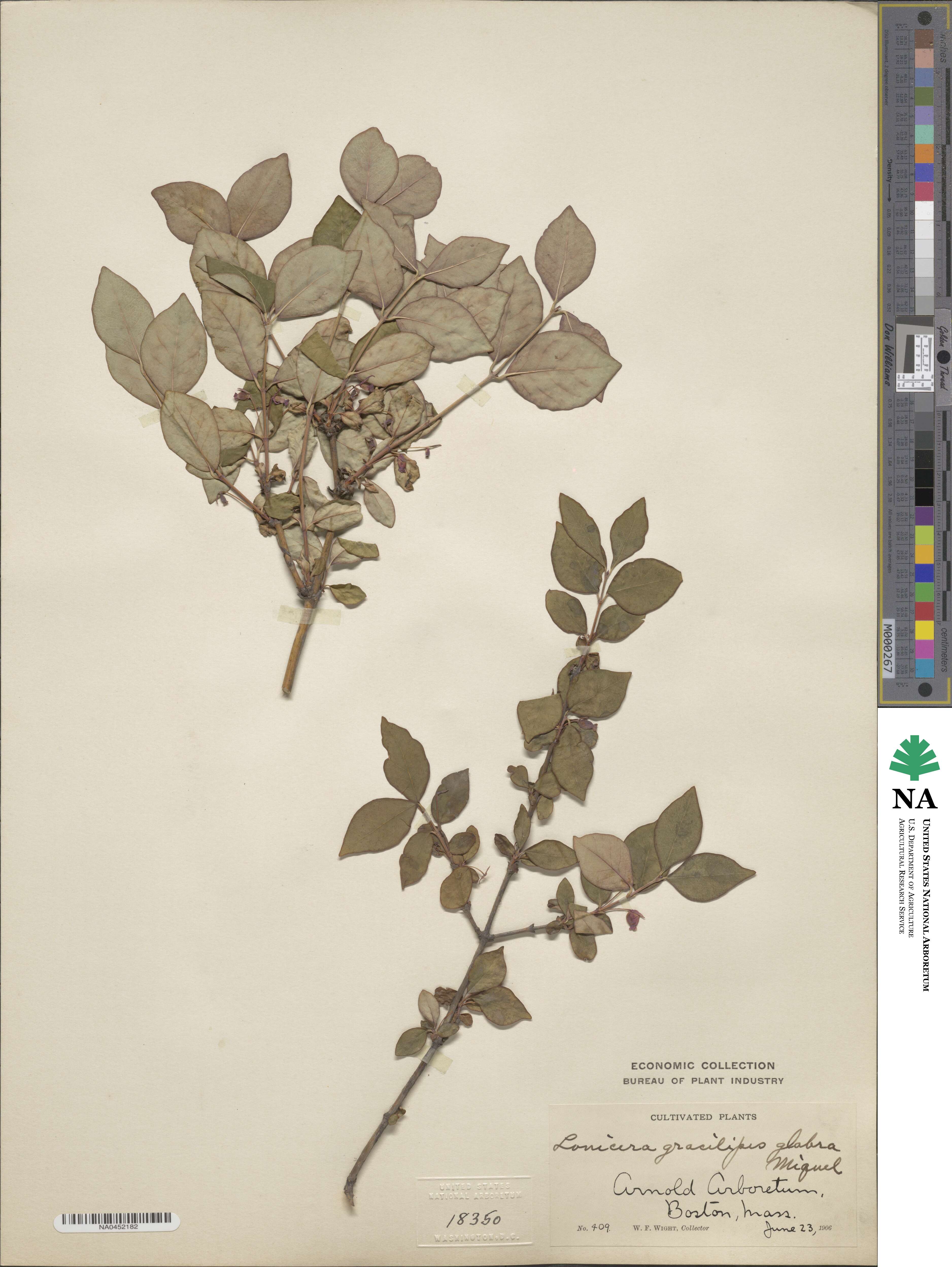 Lonicera gracilipes var. glabra image