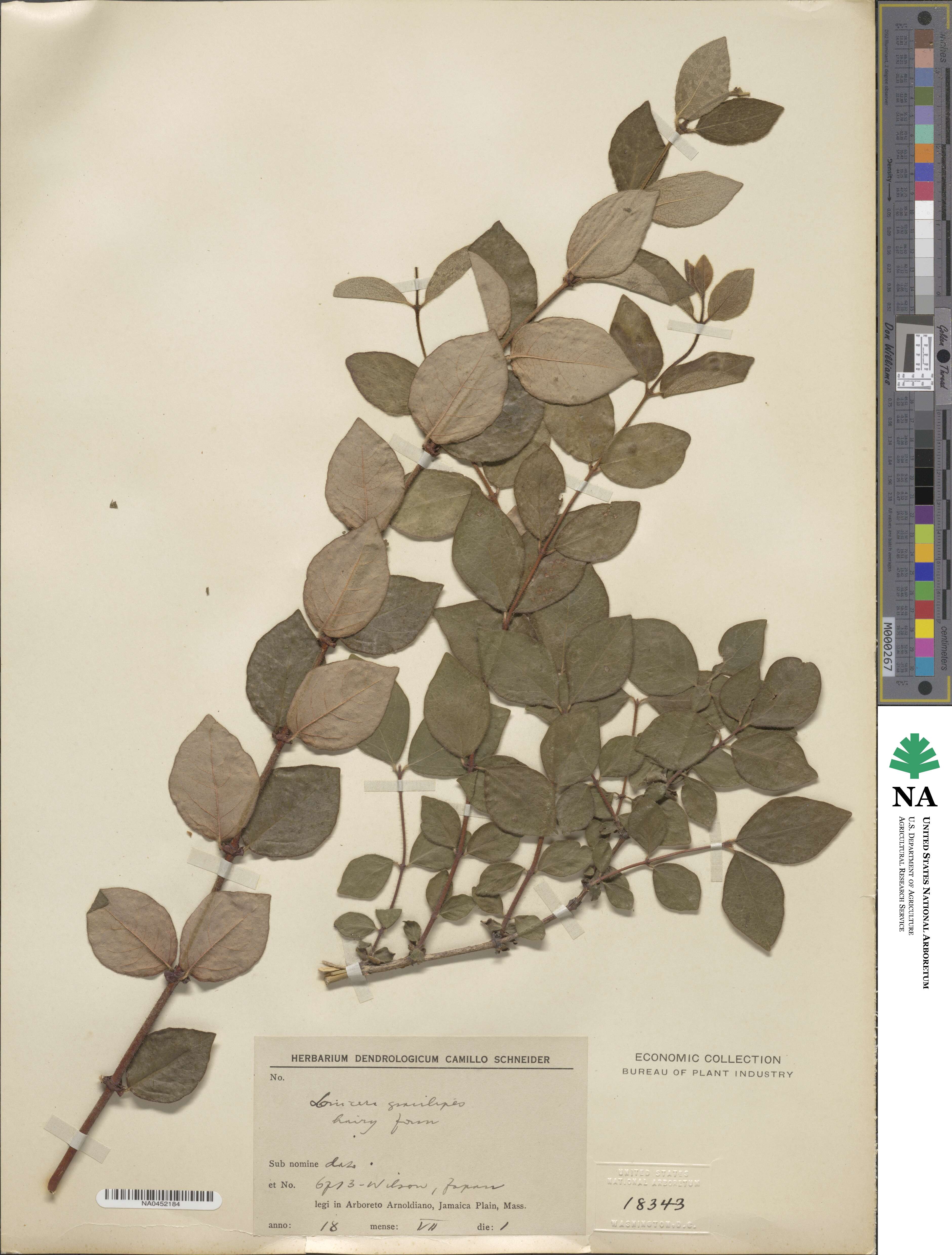 Lonicera gracilipes var. glandulosa image