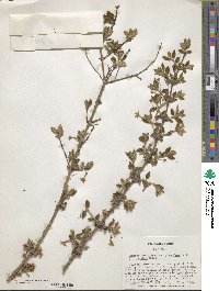 Lonicera gracilipes var. glandulosa image