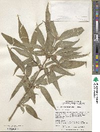 Lonicera gynochlamydea image