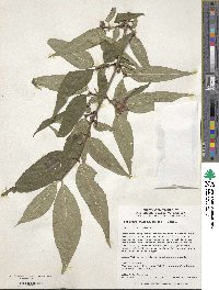 Lonicera gynochlamydea image