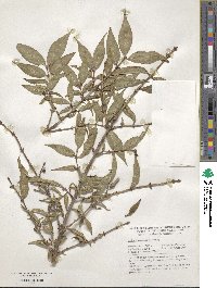 Lonicera gynochlamydea image