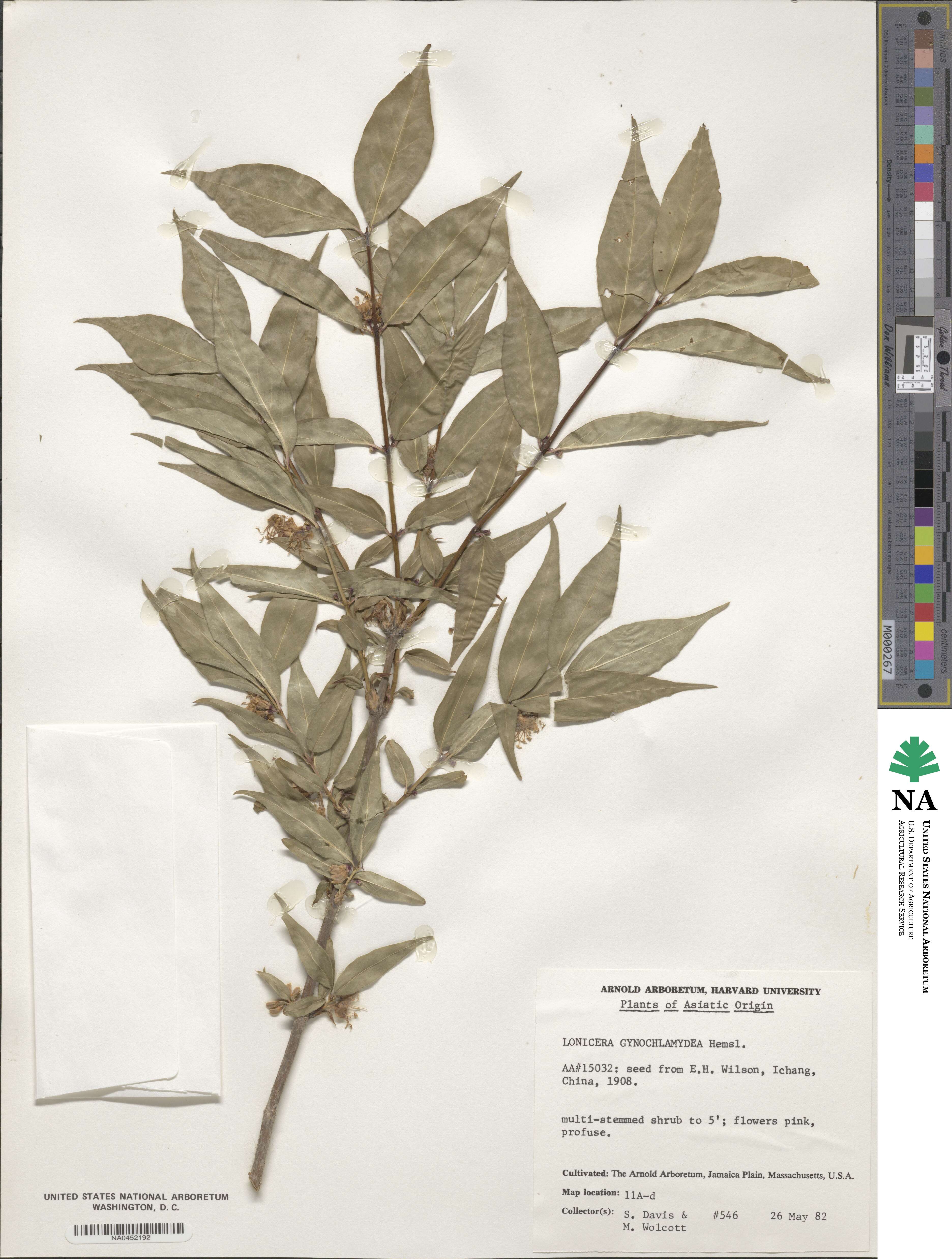 Lonicera gynochlamydea image