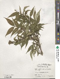 Lonicera gynochlamydea image