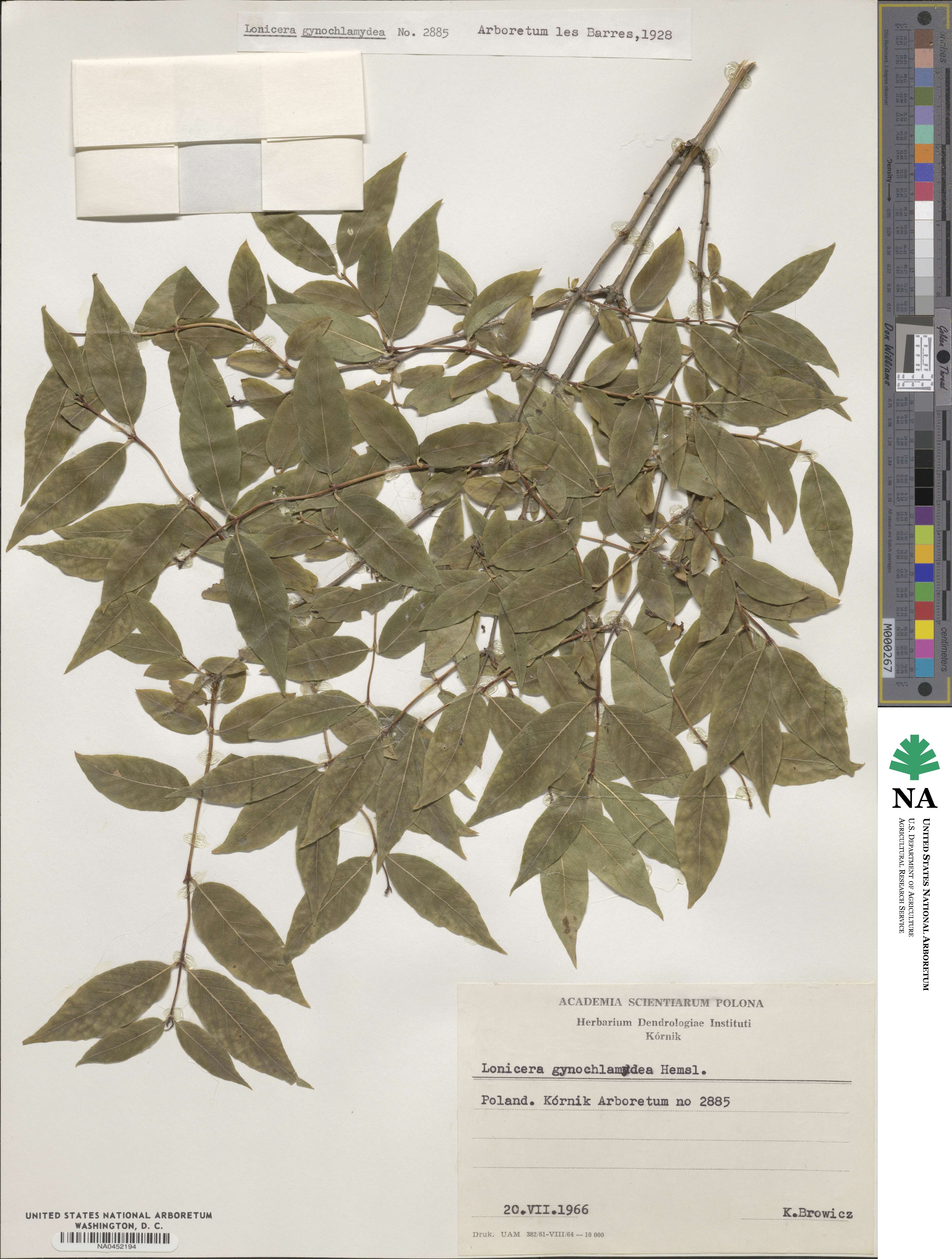 Lonicera gynochlamydea image