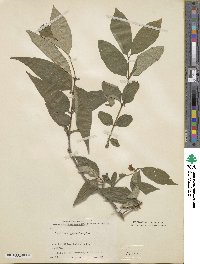 Lonicera gynochlamydea image