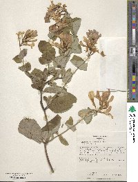 Lonicera heckrottii image