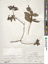 Lonicera heckrottii image