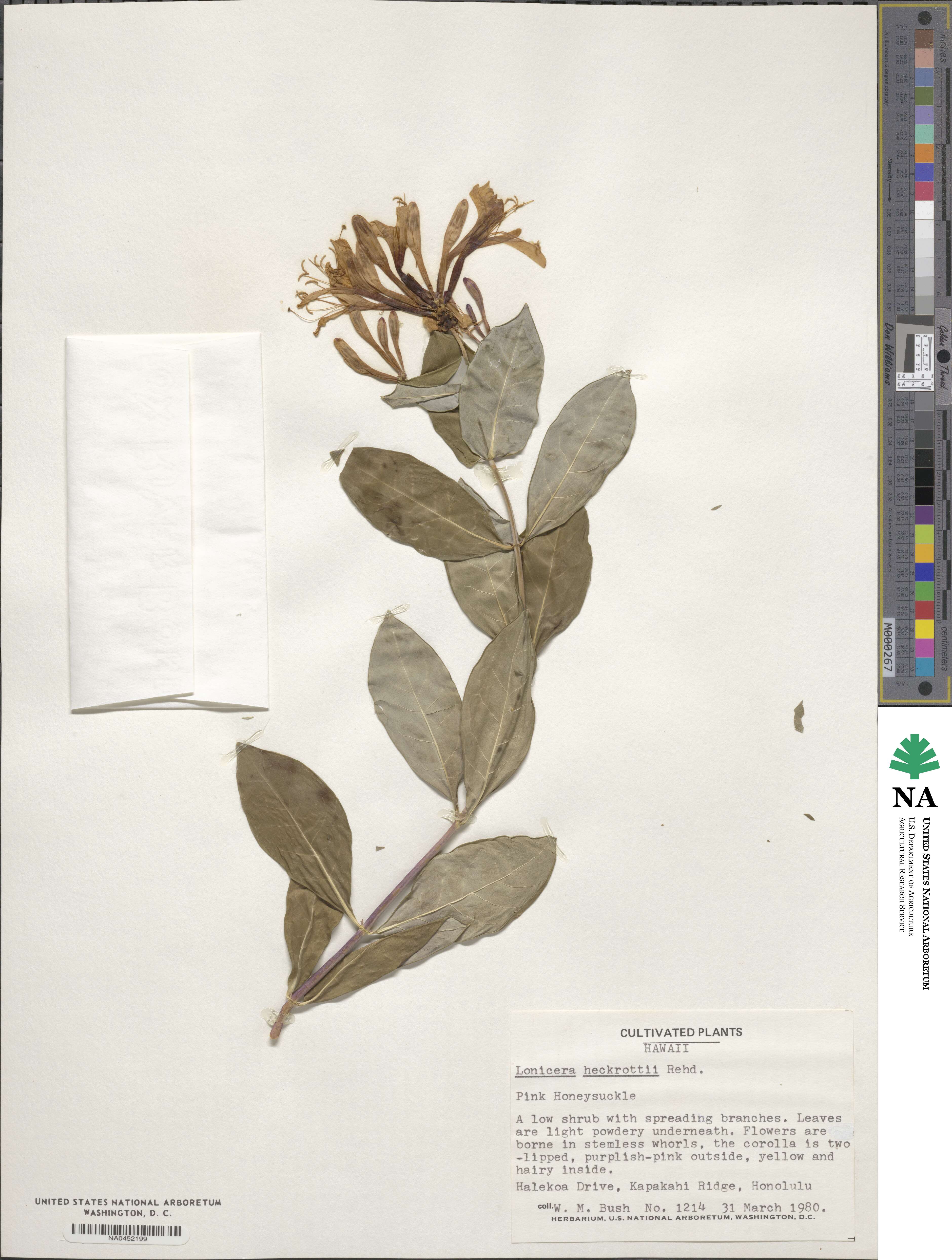 Lonicera heckrottii image