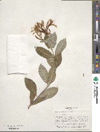 Lonicera heckrottii image