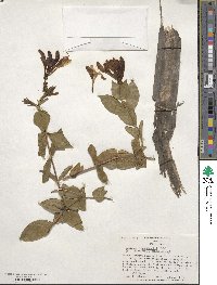 Lonicera heckrottii image