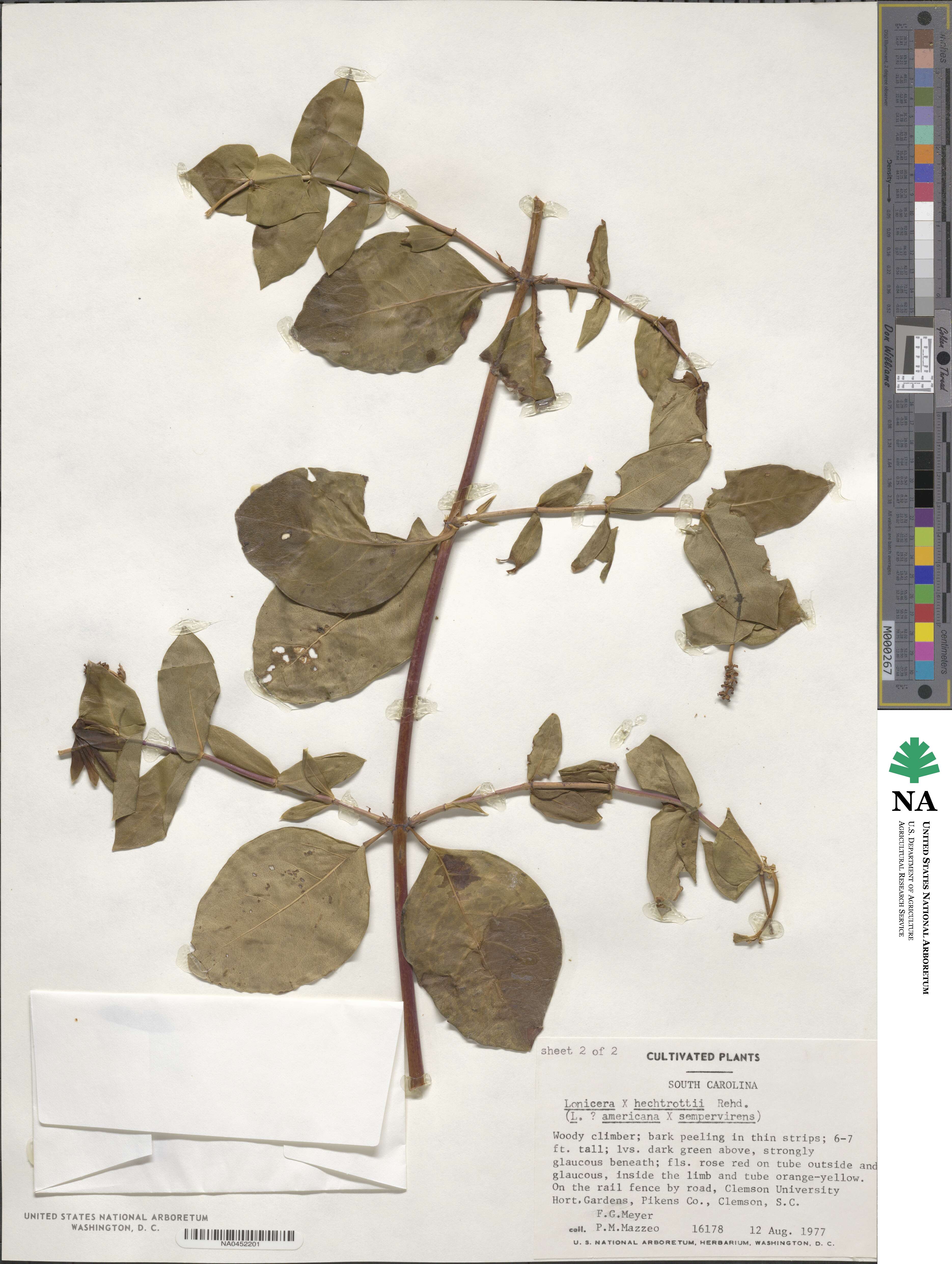 Lonicera heckrottii image